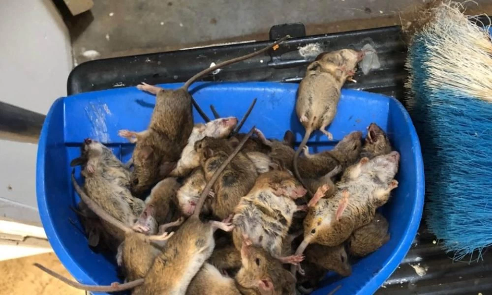 Αυστραλία: «Το μόνο καλό ποντίκι είναι ένα νεκρό ποντίκι»